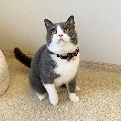 Necoichi Gilded Gold Bow Tie Cat Collar 4 Necoichi Gilded Gold Bow Tie Cat Collar - Image 4