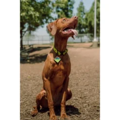 QALO TraQ Powered By Tile Dog And Cat Silicone Bluetooth Trackable Pet ID Tag - Green