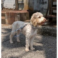 Country Brook Petz Premium Urban Camo Dog Collar And Leash