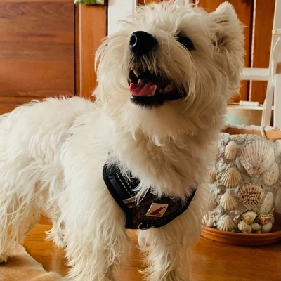 Doggy Tales Realtree 2X Sport Harness Edge 2 Doggy Tales Realtree 2X Sport Harness Edge - Image 2