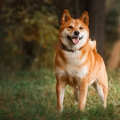 Blue Buffalo Healthy Weight Adult Dry Dog Food With Chicken Flavor - 24lbs -PawHut Store GUEST 0aa5c66d c25c 4b15 9324 5df1c1c63468