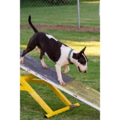 Country Brook Petz Tie Dye Stripes Martingale Dog Collar 14 Country Brook Petz Tie Dye Stripes Martingale Dog Collar -PawHut Store GUEST 0d4e7b7a 0658 4735 ac53 4c911aa77136