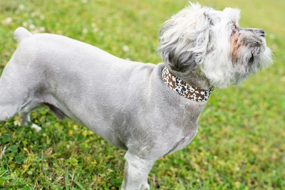 Country Brook Petz 1 1/2 Inch Deluxe Cow Print Dog Collar 2 Country Brook Petz 1 1/2 Inch Deluxe Cow Print Dog Collar - Image 2