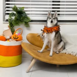 Midlee Witch Halloween Decorative Dog Collar -PawHut Store GUEST 1115cf63 b30c 406e 95fe f1b8e691b240