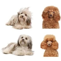 Link Worldwide Self Cleaning Dog And Cat Slicker Brush - Perfect For Grooming Tangled And Loose Hair 11 Link Worldwide Self Cleaning Dog And Cat Slicker Brush - Perfect For Grooming Tangled And Loose Hair -PawHut Store GUEST 129f5a68 6e20 4984 841d a3bf03aca0b8