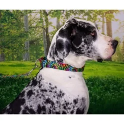 Country Brook Petz Tie Dye Stripes Martingale Dog Collar 17 Country Brook Petz Tie Dye Stripes Martingale Dog Collar -PawHut Store GUEST 16c2cb3c 8d0a 4005 bc60 b952754de0fc