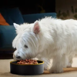 Cesar Rotisserie Chicken Flavor With Spring Vegetable Garnish Small Breed Adult Dry Dog Food -PawHut Store GUEST 172b0bf0 076c 4aae bf89 e9d3b05c88ba