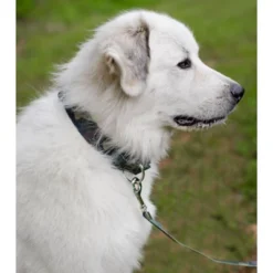 Country Brook Petz Woodland Camo Martingale Dog Collar -PawHut Store GUEST 1759c306 d8cb 4f5d a53a e1ccabd6a011