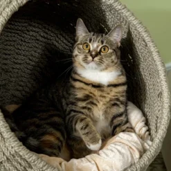 PawHut Elevated Cat Basket Bed With Cushion, Cat Egg Chair Shape, Cute Cat Condo With Stand For Indoor Cats, 20" Dia. X 23.5" H, Herbal Grey -PawHut Store GUEST 18536c1d c8d4 4c1a 9ad0 9200040b317c