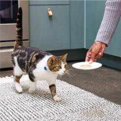 Temptations Creamy Puree With Salmon Lickable Squeezable Adult Cat Treats -PawHut Store GUEST 19b4dd8f 7051 404f a5a6 107cc863c538