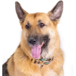 Country Brook Petz Native Arizona Martingale Dog Collar 10 Country Brook Petz Native Arizona Martingale Dog Collar -PawHut Store GUEST 1c8b38be 47e3 4d23 8a59 bdb5a15bbd0f