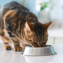 IAMS Advanced Immune Health With Salmon & Chicken Flavor Adult Dry Cat Food - 7lbs -PawHut Store GUEST 235894ee ff55 4441 8085 26931bf75547