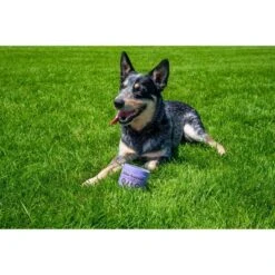 Natural Dog Company Allergy Immune Supplement Dog Chews - Salmon - 90ct 9 Natural Dog Company Allergy Immune Supplement Dog Chews - Salmon - 90ct -PawHut Store GUEST 2403604c 31c3 431c b043 02339a008954