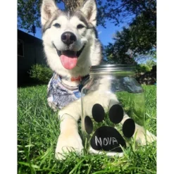 Amici Pet Buddy Paw Chalkboard Medium Glass Treats Storage Canister, 108 Oz. , Clear W/ Black Paw & Silver Lid -PawHut Store GUEST 24e7cf51 b471 4c03 8a8a 1d6bb0fd402a