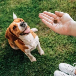 VetIQ Probiotic Support Dog Supplements - Smoke - 60ct 7 VetIQ Probiotic Support Dog Supplements - Smoke - 60ct -PawHut Store GUEST 2abc326a 1584 4abf 9b79 1bc2c0ff86ee