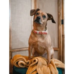 Pink Papyrus Lola Dog Collar -PawHut Store GUEST 300dde00 20e8 4e7d 8588 1b3fbd83eeb7