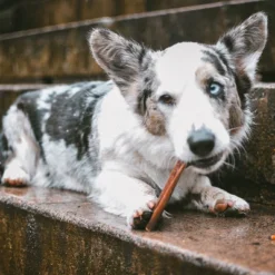 Cadet Bully With Beef Hide Sticks Dog Treat - S - 4.98oz/7ct 7 Cadet Bully With Beef Hide Sticks Dog Treat - S - 4.98oz/7ct -PawHut Store GUEST 302bf869 8152 43a3 8c3d 055233d1f296
