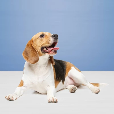 Blue BuffaloEgg Cheese, Bacon, Apple & Yogurt, Pumpkin & Cinnamon Dog Treat Variety Pack - 16oz 3 Blue BuffaloEgg Cheese, Bacon, Apple & Yogurt, Pumpkin & Cinnamon Dog Treat Variety Pack - 16oz - Image 3