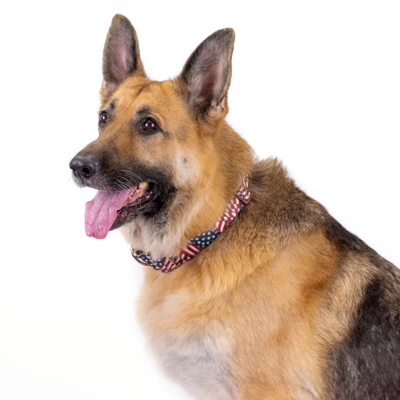 Country Brook Petz Patriotic Tribute Martingale Dog Collar And Leash 5 Country Brook Petz Patriotic Tribute Martingale Dog Collar And Leash - Image 5