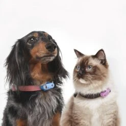 Tickless Natural Flea & Tick Repellent For Dogs - Organ Purple