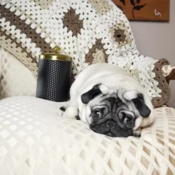 Amici Pet Woofgang Storage Canister, 70 Oz. , Black W/ Gold Lid -PawHut Store GUEST 3cf2324b 9b97 4302 b8d2 76c078ebb63d