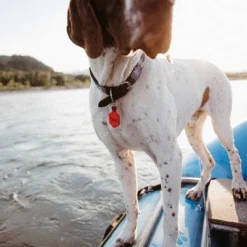 Lifekey Fetch Smart Pet Tag -PawHut Store GUEST 40adc225 169e 4394 a44f 8261bb0ae7ae