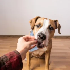 Zesty Paws Lil' Zesties Calming Supplement Squares - Smoked Chicken - 10oz 5 Zesty Paws Lil' Zesties Calming Supplement Squares - Smoked Chicken - 10oz -PawHut Store GUEST 40b49ec0 e89f 4c85 a7e4 25cf67074a91