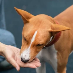 Zesty Paws Lil' Zesties Aller-Immune Supplement Squares - Smoked Turkey - 10oz 9 Zesty Paws Lil' Zesties Aller-Immune Supplement Squares - Smoked Turkey - 10oz -PawHut Store GUEST 42b5a036 8bef 449f b174 896fa32787ac