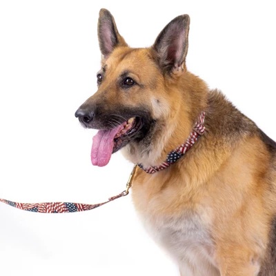 Country Brook Petz Patriotic Tribute Martingale Dog Collar And Leash 6 Country Brook Petz Patriotic Tribute Martingale Dog Collar And Leash - Image 6