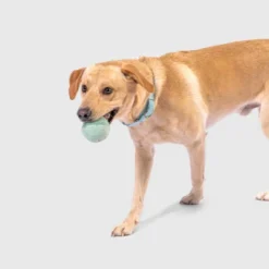 AWOO Have A Ball Dog Toy - 3pk