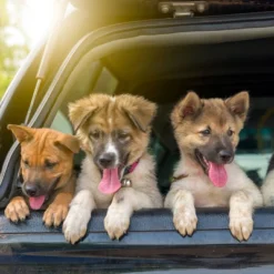 Dog Ramp - 61-Inch Folding, Nonslip Pet Ramp For Dogs To Get Into Cars, Trucks, SUVs, Or RVs - Portable Pet Ramps With Raised Side By PETMAKER (Black) -PawHut Store GUEST 5629a8f7 efc4 41f1 b23f 03a76dc281aa