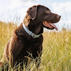 Nutro Natural Grain-Free Beef, Lamb, Chicken, Turkey Adult Wet Dog Food - 3.5oz/24ct 17 Nutro Natural Grain-Free Beef, Lamb, Chicken, Turkey Adult Wet Dog Food - 3.5oz/24ct -PawHut Store GUEST 57312b1f fff4 4877 9e4b f0a2cfa6f75e