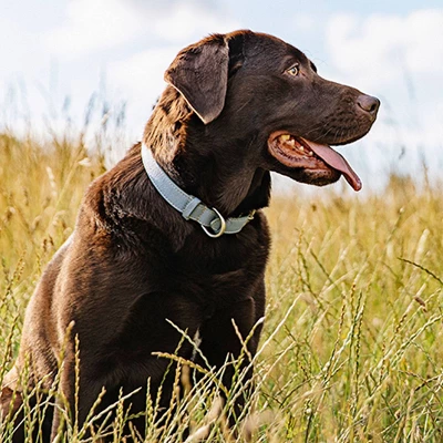 Nutro Natural Grain-Free Beef, Lamb, Chicken, Turkey Adult Wet Dog Food - 3.5oz/24ct 8 Nutro Natural Grain-Free Beef, Lamb, Chicken, Turkey Adult Wet Dog Food - 3.5oz/24ct - Image 8