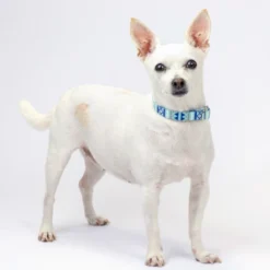 Country Brook Petz Premium Snowy Pines Dog Collar And Leash -PawHut Store GUEST 57a69d01 3058 4c13 b883 3b517e735303