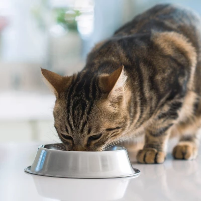 IAMS Advanced Healthy Digestion With Turkey & Chicken Flavour Adult Dry Cat Food - 7lbs 5 IAMS Advanced Healthy Digestion With Turkey & Chicken Flavour Adult Dry Cat Food - 7lbs - Image 5