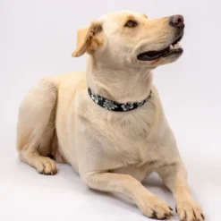 Country Brook Petz Premium Black Hawaiian Dog Collar And Leash