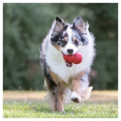 KONG Refillable Classic Chew Dog Toy - Red -PawHut Store GUEST 5cb7d2df 4ce1 49a1 be3a 41be71e5aec1