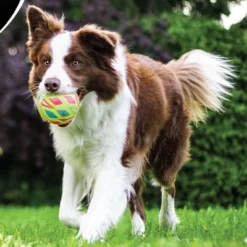 IAMS ProActive Health Active Chicken & Turkey Dry Dog Food - 13.5lbs -PawHut Store GUEST 5e08a5b7 a3dc 4eb8 9226 96dc086d7736