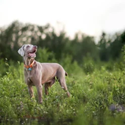 Nutro Natural Choice Lamb & Brown Rice Adult Dry Dog Food - 30lbs 18 Nutro Natural Choice Lamb & Brown Rice Adult Dry Dog Food - 30lbs -PawHut Store GUEST 5e913909 c4af 4143 94e1 d429d13a1de3 6