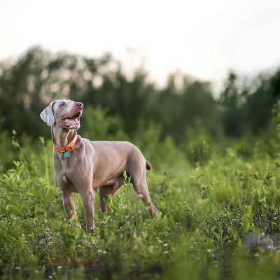 Nutro Natural Choice Lamb & Brown Rice Adult Dry Dog Food - 30lbs 9 Nutro Natural Choice Lamb & Brown Rice Adult Dry Dog Food - 30lbs - Image 9