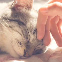 Cat House - Indoor Bed With Removable Foam Cushion - Pet Tent For Puppies, Rabbits, Guinea Pigs, Hedgehogs, And Other Small Animals By PETMAKER (Tan) -PawHut Store GUEST 6062d0ea 4197 46b6 8538 31a623858abf