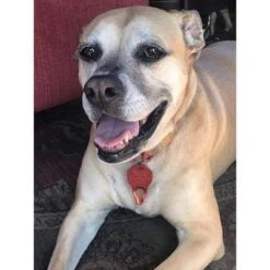 The Tick Patrol Effortless Human & Dog Tick Removal Tool, Safeguard People Or Pets From Ticks 14 The Tick Patrol Effortless Human & Dog Tick Removal Tool, Safeguard People Or Pets From Ticks -PawHut Store GUEST 69f60d2a e95e 40b8 8dda 355c9b51d71a