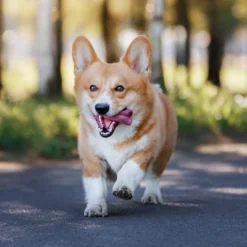 Blue Buffalo Life Protection Formula Natural Adult Dry Dog Food With Chicken And Brown Rice 18 Blue Buffalo Life Protection Formula Natural Adult Dry Dog Food With Chicken And Brown Rice -PawHut Store GUEST 6e25ece6 1c73 4b51 b407 b0b644b1df17