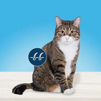 Blue Buffalo True Solutions Regular Indoor Adult Cat Chicken Dry Cat Food - 3.5lbs 2 Blue Buffalo True Solutions Regular Indoor Adult Cat Chicken Dry Cat Food - 3.5lbs - Image 2