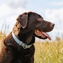 Nutro Natural Choice Lamb And Brown Rice Recipe Adult Dry Dog Food -PawHut Store GUEST 70eac3f6 a490 42dc 88f3 5cf73a71c096