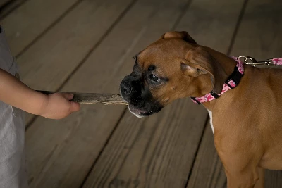 Country Brook Petz Pink Sharks Dog Leash (6 Foot, 5/8 Inch Wide) 1 Country Brook Petz Pink Sharks Dog Leash (6 Foot, 5/8 Inch Wide)