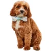 Rubies Party Collar Bow-Ne Pet Accessory