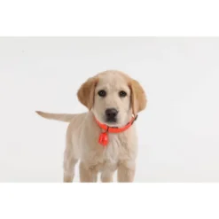 Tickless Natural Flea & Tick Repellent For All Dog Sizes - Orange