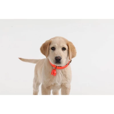 Tickless Natural Flea & Tick Repellent For All Dog Sizes - Orange 1 Tickless Natural Flea & Tick Repellent For All Dog Sizes - Orange