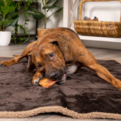 Pet Factory Real Chewz Premium Pig Ears - 7 Count 3 Pet Factory Real Chewz Premium Pig Ears - 7 Count - Image 3